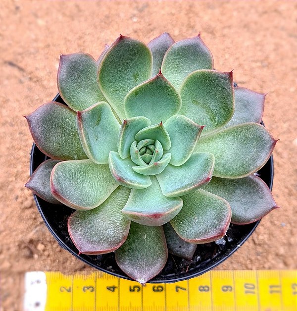 Echeveria vertix rubrae