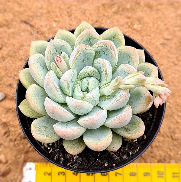 Echeveria Elsa