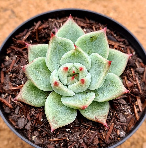 Echeveria Mercury