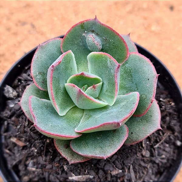 Echeveria meteor shower