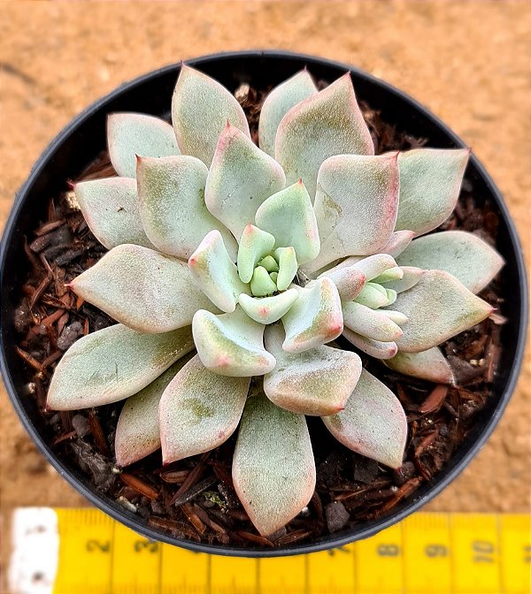 Graptoveria orange sherbert