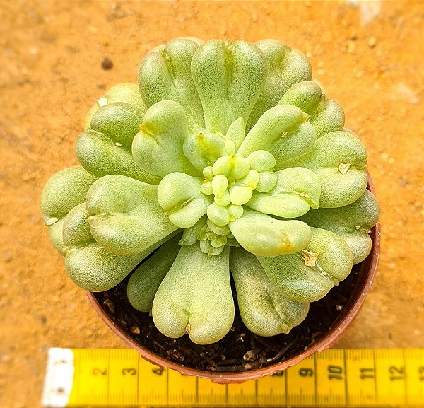 Echeveria bill gates