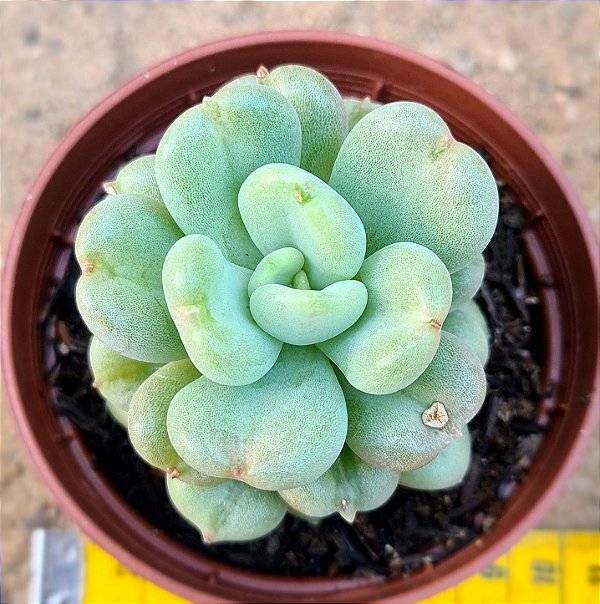 Echeveria bill gates