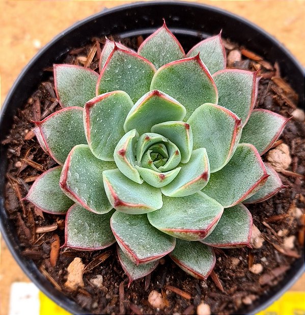 Echeveria endorphin