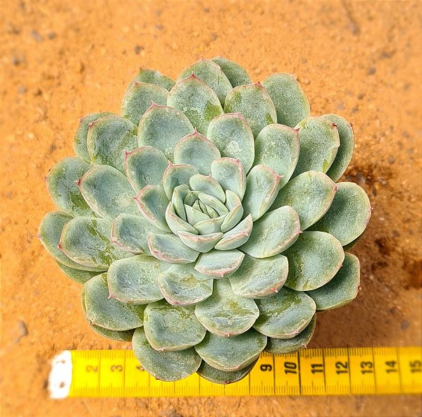Echeveria strawberry ice