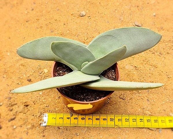 Crassula perfoliata var. falcata