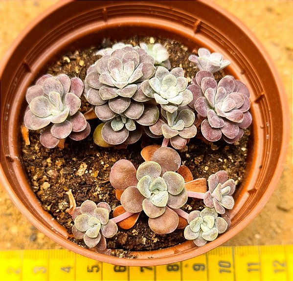 Sedum spathulifolium 'cape blanco'