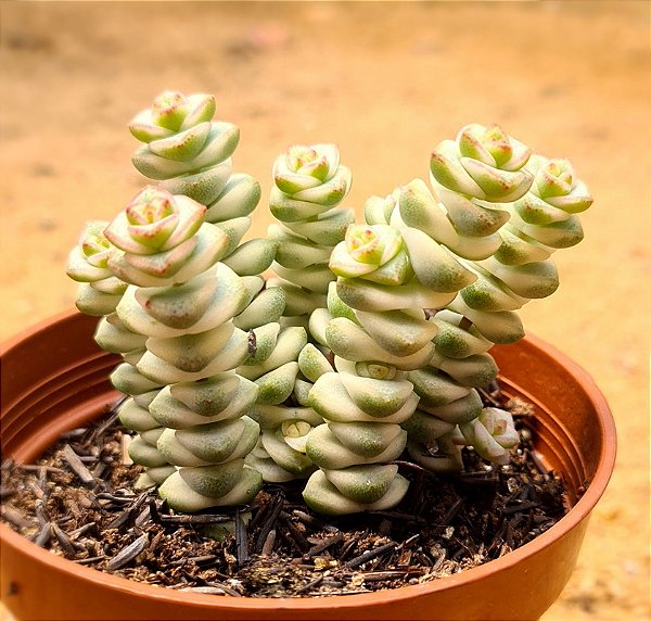 Crassula marnieriana variegata