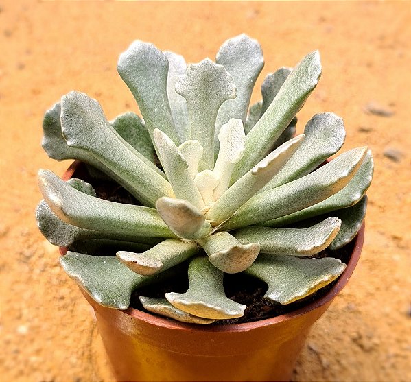 Senecio scaposus var. addoensis