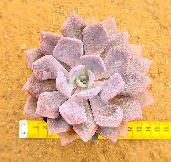 Graptoveria debbie