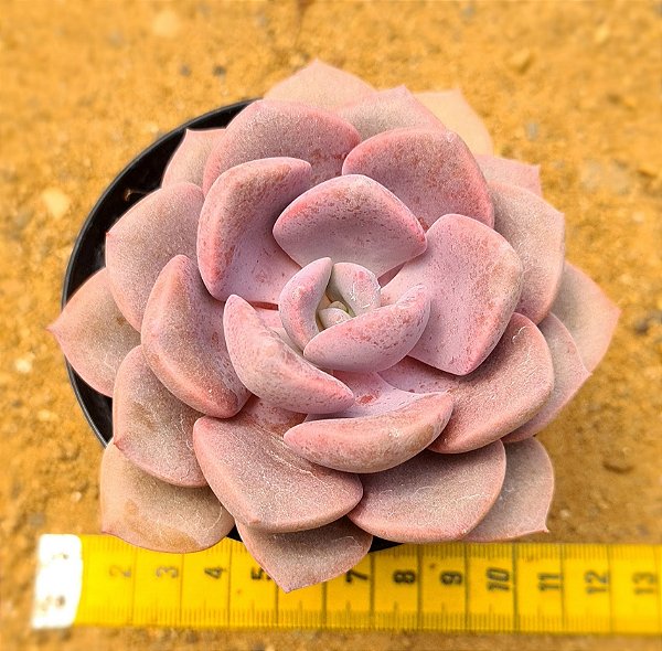 Graptoveria debbie