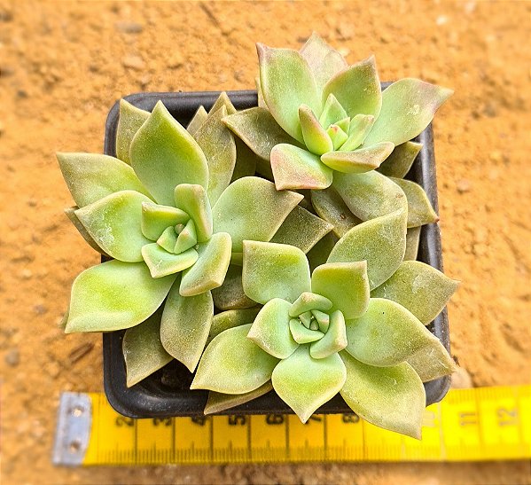 Sedum crepúsculo