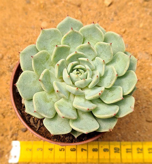 Echeveria mexensis zaragosa