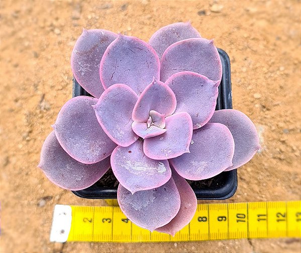 Echeveria linn