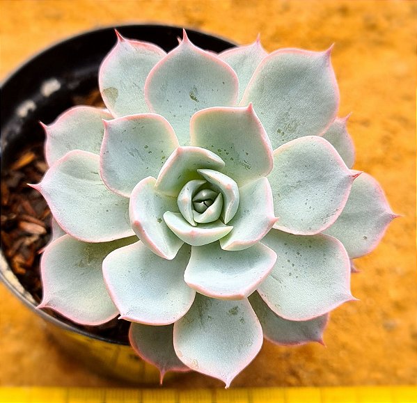 Echeveria canadian