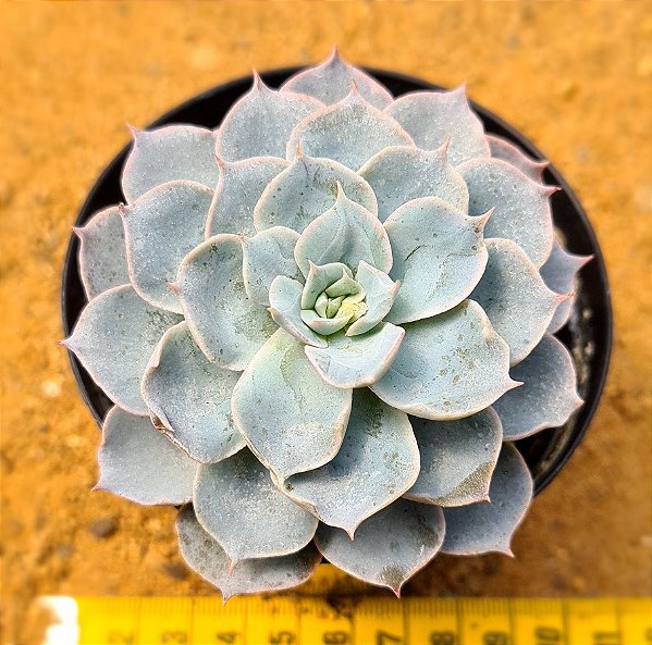 Echeveria canadian
