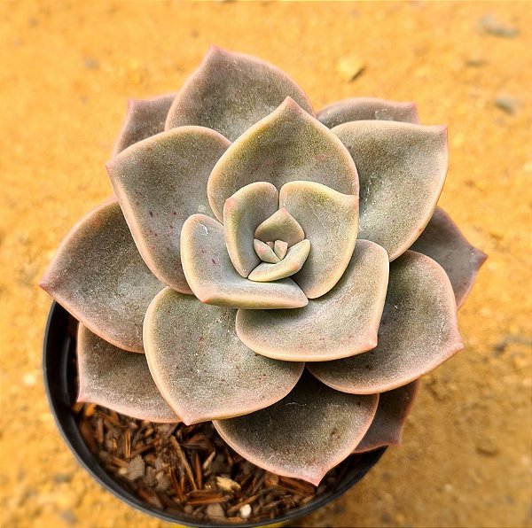 Echeveria rosea