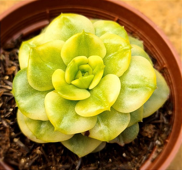 Sedeveria rolly variegata