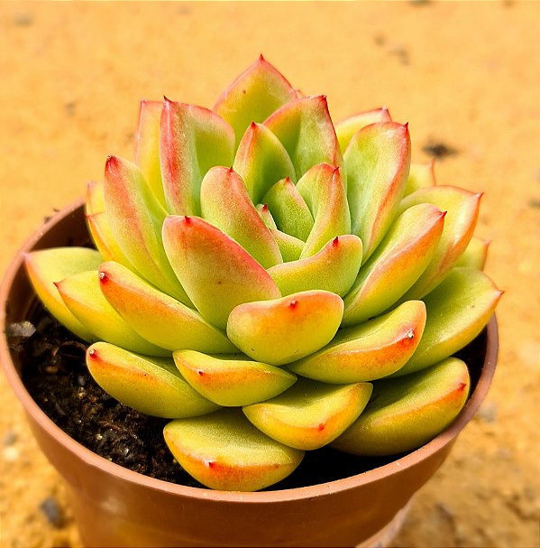 Echeveria champagne pink