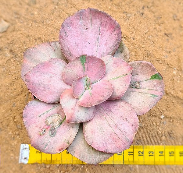 Echeveria only one