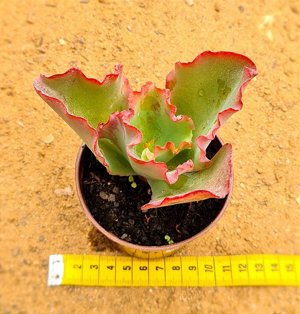 Echeveria gibbiflora aquarius red