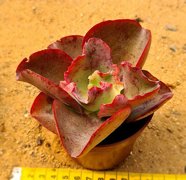 Echeveria gibbiflora aquarius red