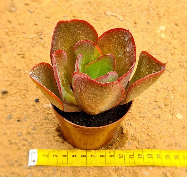 Echeveria gibbiflora big red