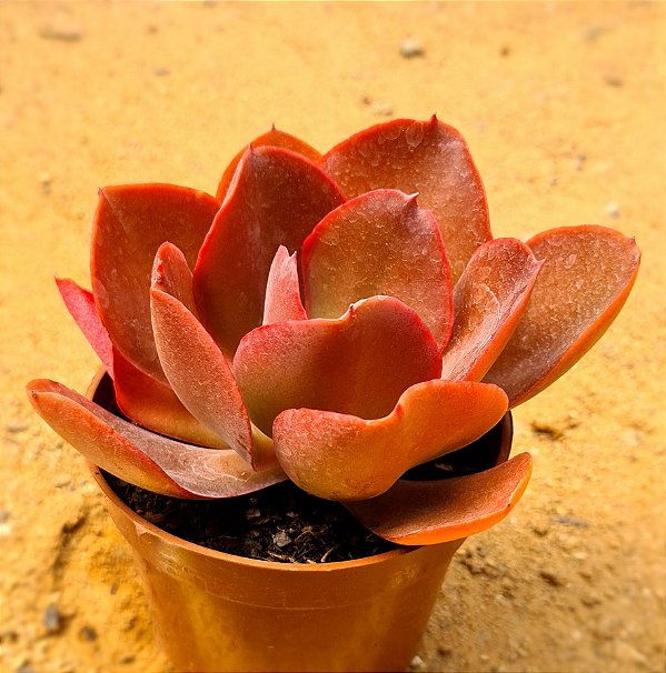 Echeveria gibbiflora big red