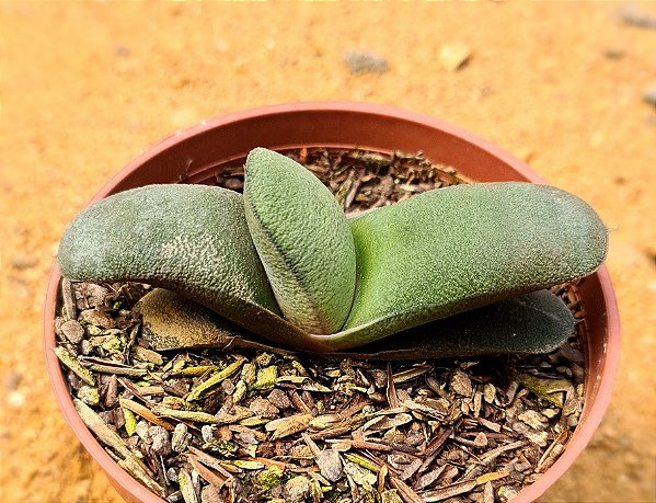 Gasteria nitida armstrongii