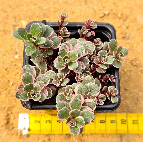 Sedum spurium tricolor