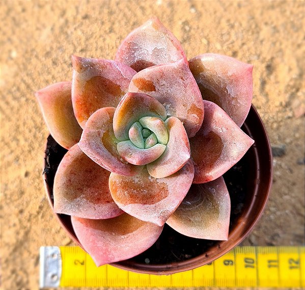 Graptoveria albert baynes