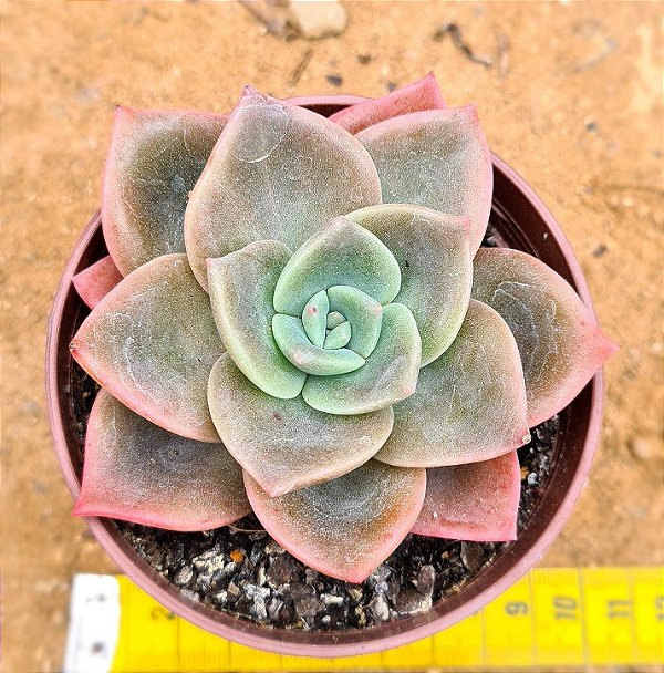 Graptoveria albert baynes