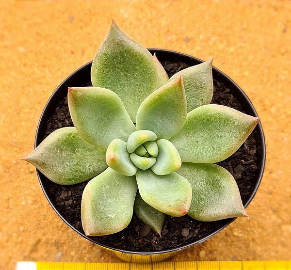 Echeveria seven nights