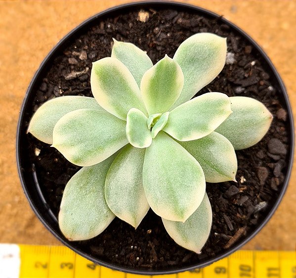 Echeveria luella variegata