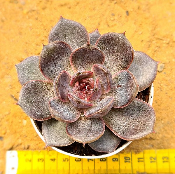 Echeveria jadore