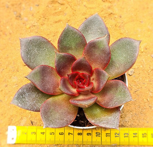 Echeveria poog