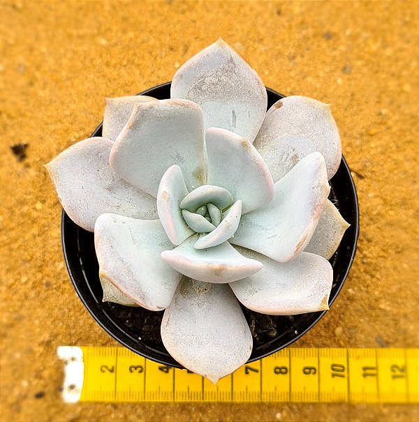 Echeveria Nebuliris