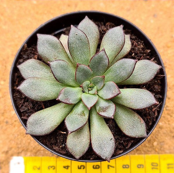 Echeveria venon noir