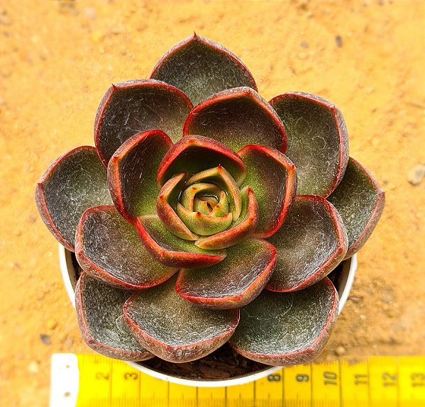 Echeveria hong deung