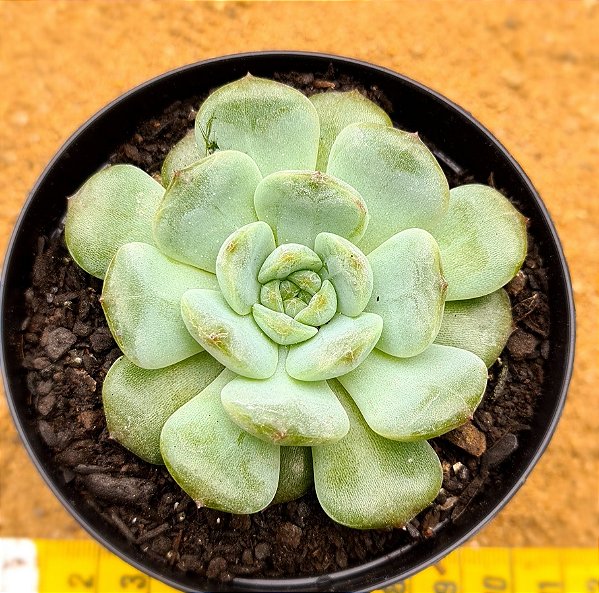 Echeveria Pomegranate