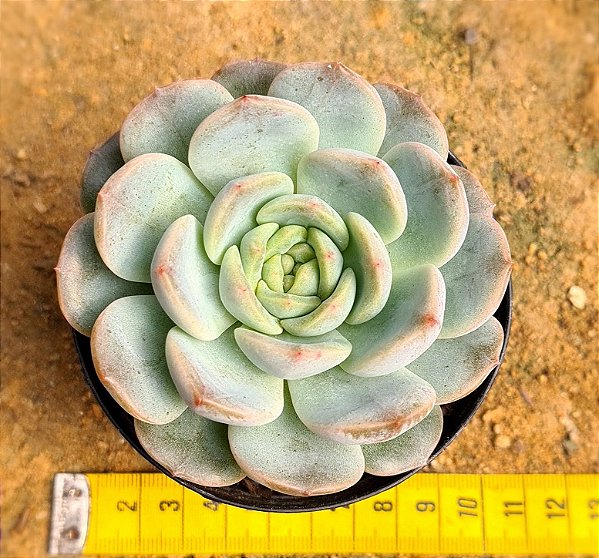 Echeveria Pomegranate