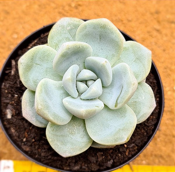 Echeveria Ice jade