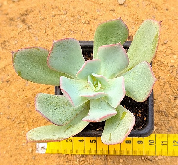 Echeveria Alex