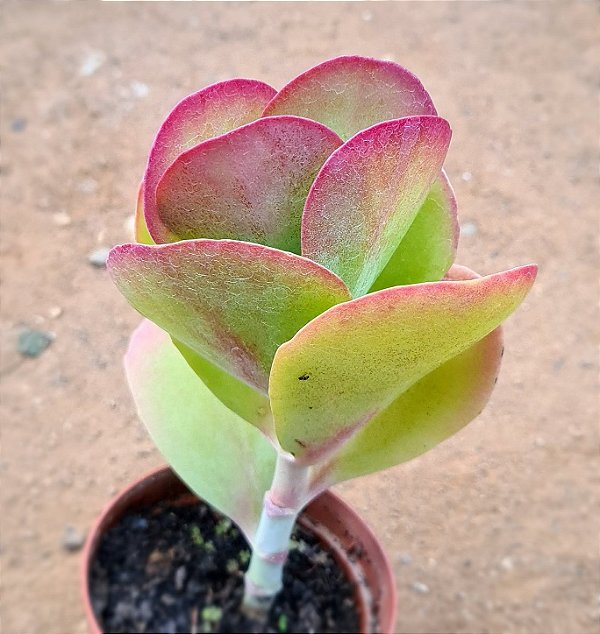 Kalanchoe vivien