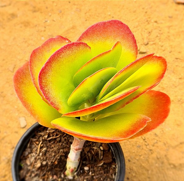 Kalanchoe vivien