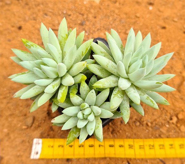 Sedeveria harry butterfield