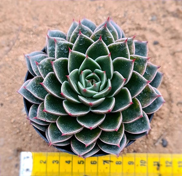 Echeveria san luis
