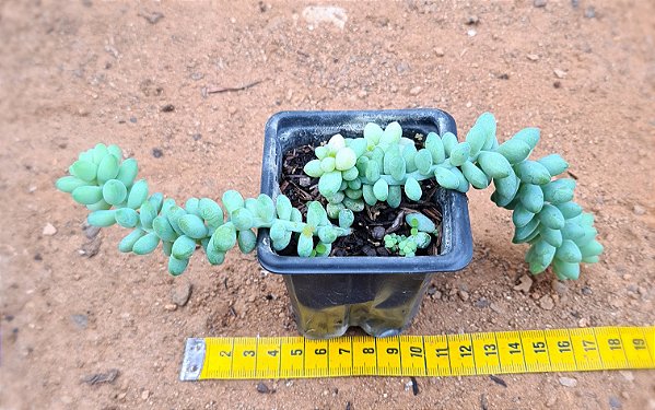 Sedum burrito
