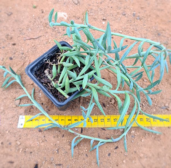 Senecio radicans v. Glauca - Suculenta "colar-de-anzol"