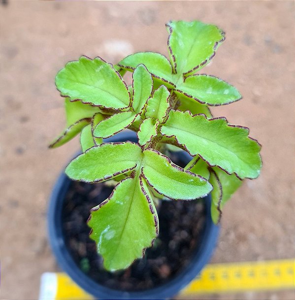 Kalanchoe prolifera